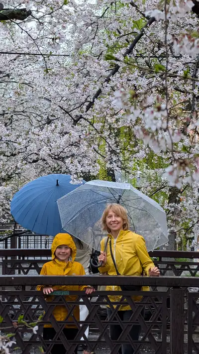 Charlie and Dasha on a wooden canal bridge under a full cherry canopy in the rain, both in yellow raincoats, Charlie with his hood up and his arms on the railing, Dasha holding a clear umbrella. A second blue umbrella and another walker just behind them. Blossom at absolute peak, overcast, everything wet.
